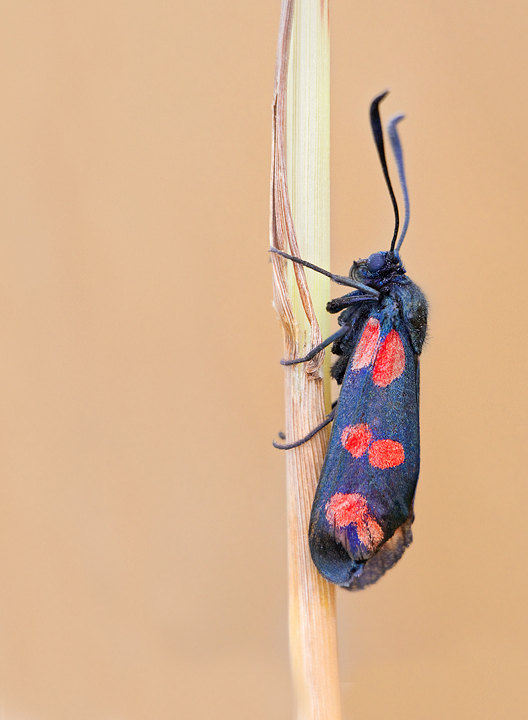 La prima : Zygaena lonicerae