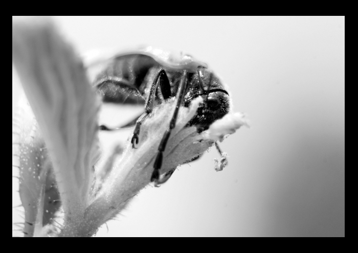 mezza mosca mezza coccinella..