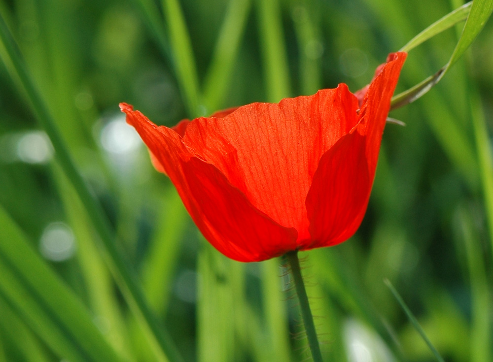 un semplice...papavero