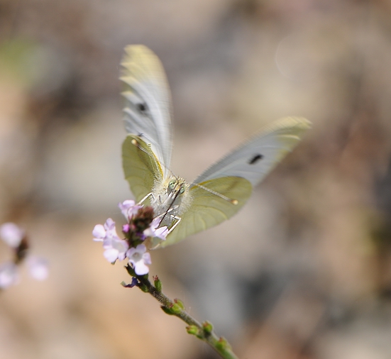 ...sto per spiccare il volo...