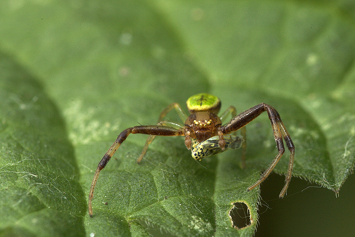 Aracnide con cicadella