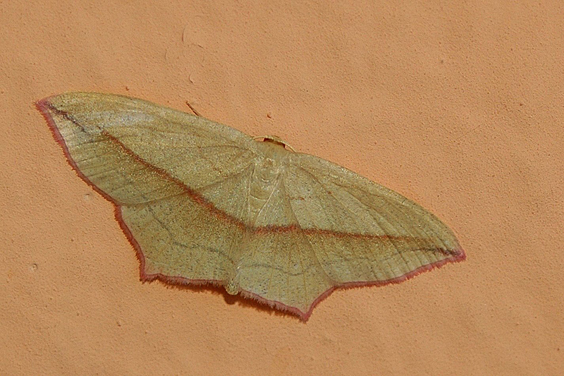 Mimetismo (Rhodometra sacraria)