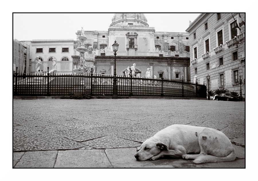 Un Cane in un  Bianco & Nero a Palermo