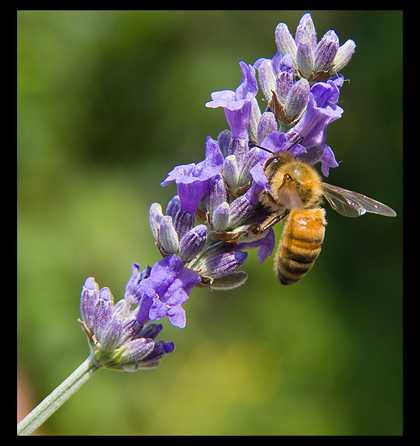 Ape su lavanda