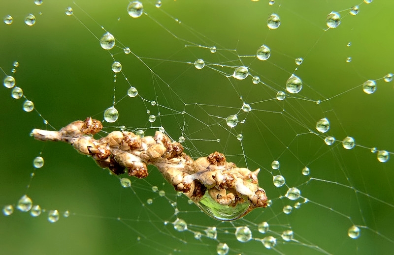 Navicella Enterprise