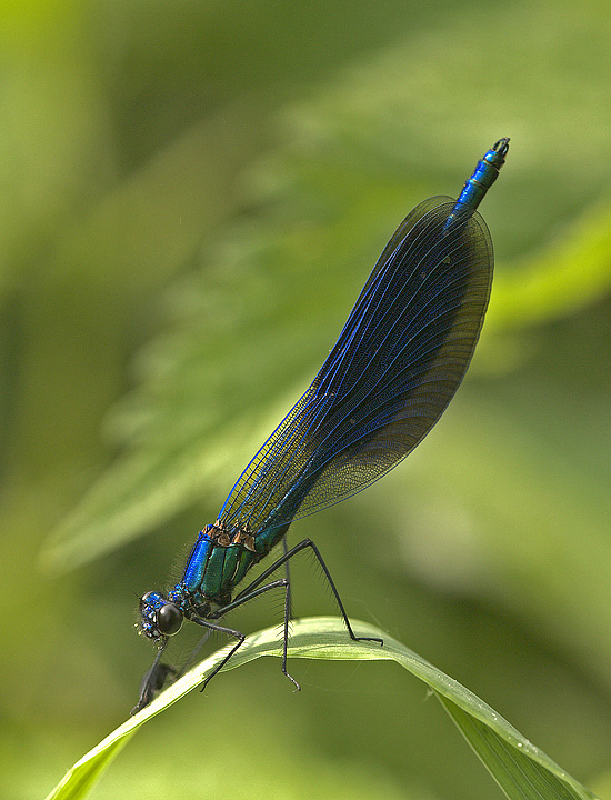 Calopteryx splendes