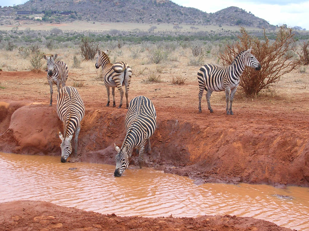 Kenya: Zebre