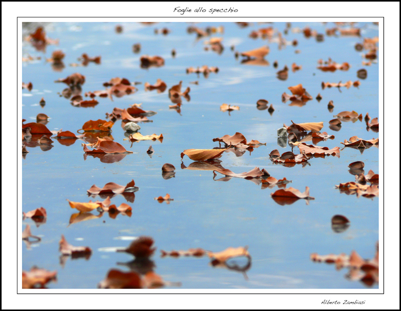 Foglie allo specchio