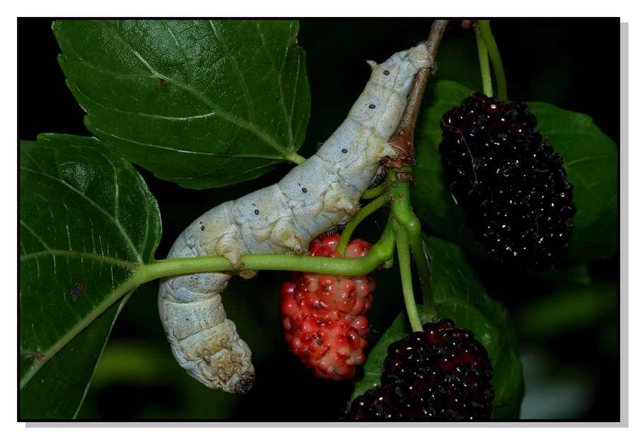 Larva di Bombix Mori (Baco da seta)