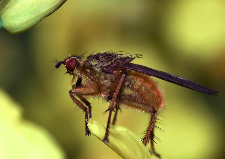 Simpatico Dittero su pianta di Colza