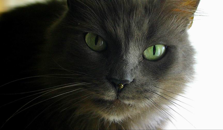 La coccinella al naso....