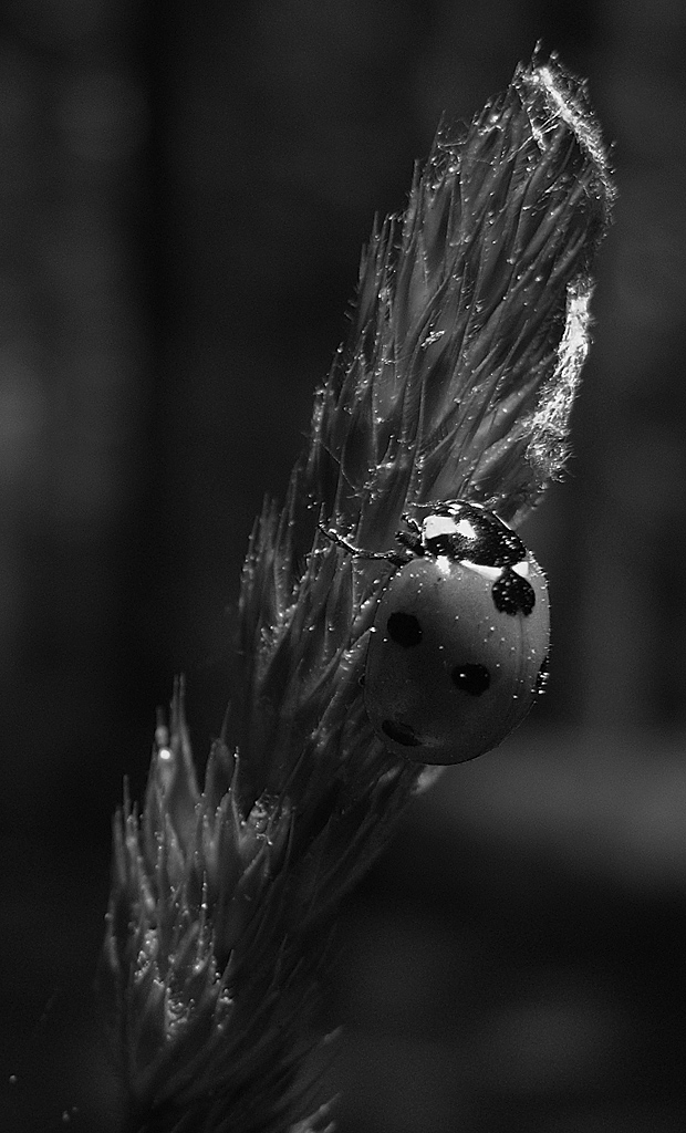 Coccinella