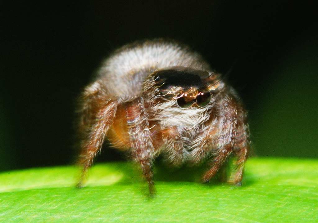 Soft focus.. but the eyes