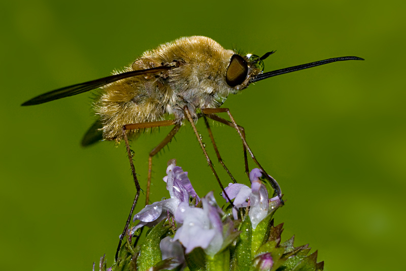 Bombylius