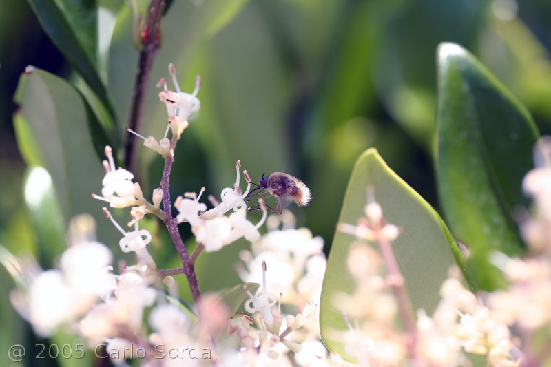 Colibr� impollinatore