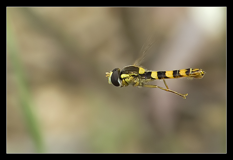 La piccola Lulu in volo