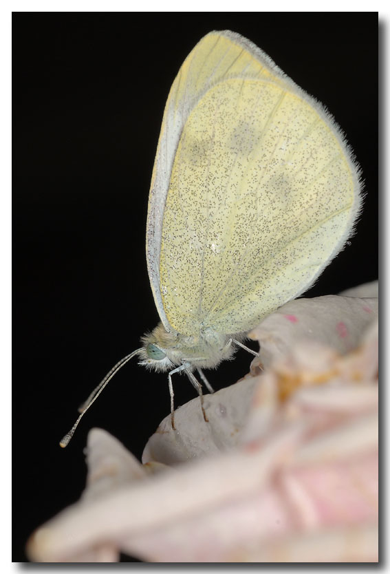 farfalla sotto la pioggia