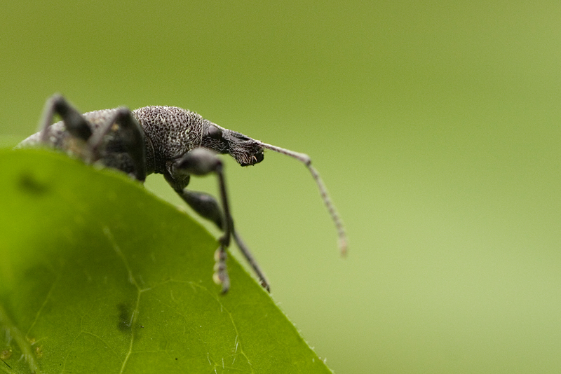 Ritratti dal prato I