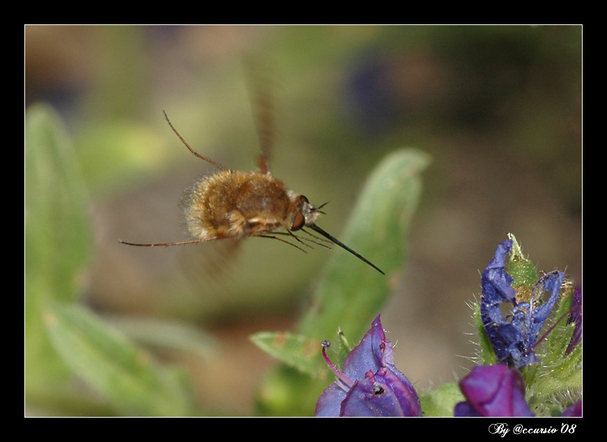 Il Volo del bombylus