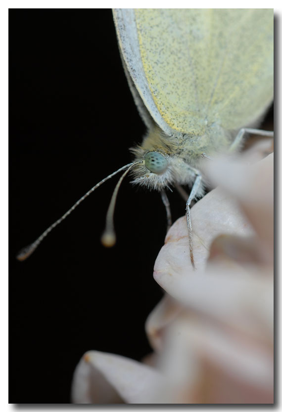 posata su una rosa rosa