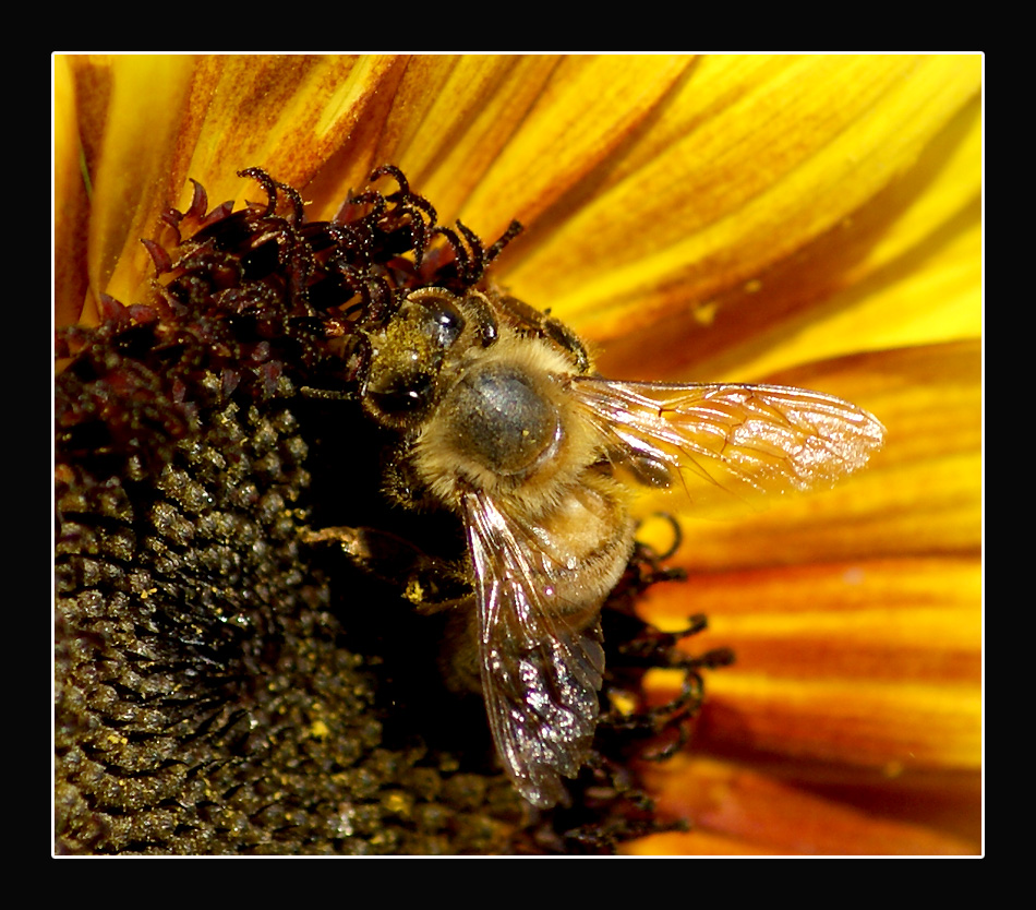 Ape .......Impollinatrice....