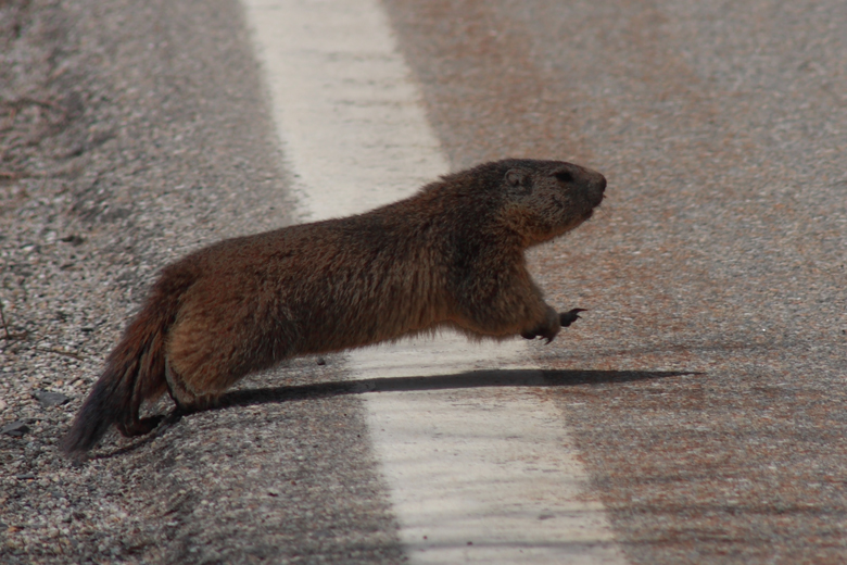 Attraversamento marmotte !!!