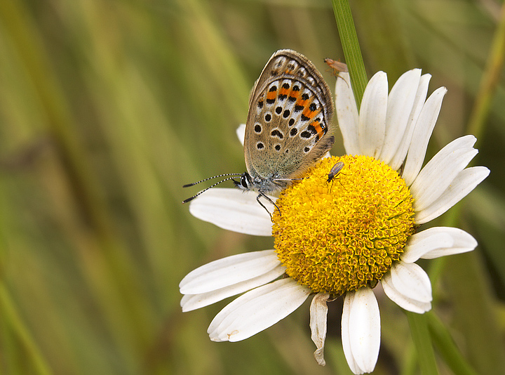 Licenide e margherita