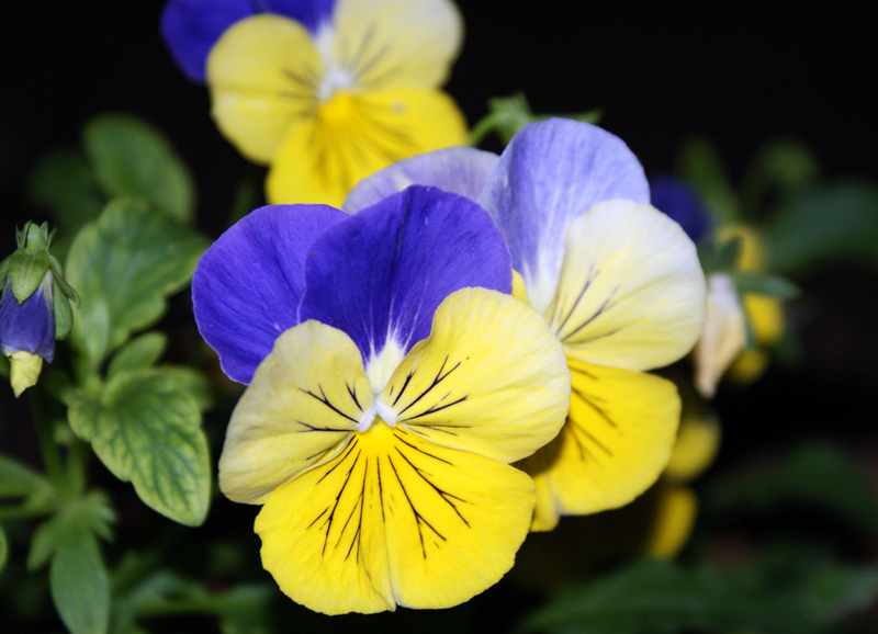 colori complementari