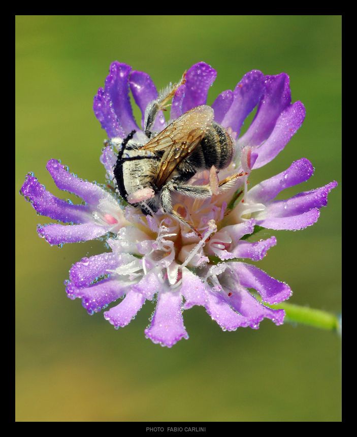 piatto ricco mi ci ficco