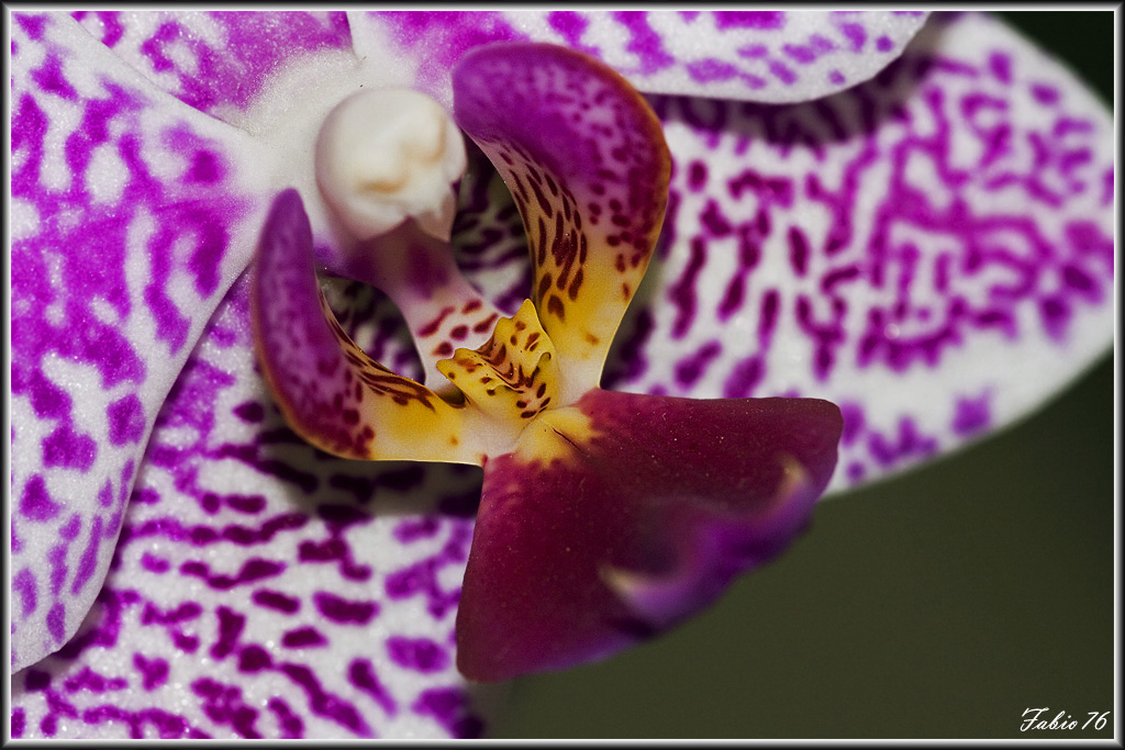 Orchidea (Pistillo e stami)