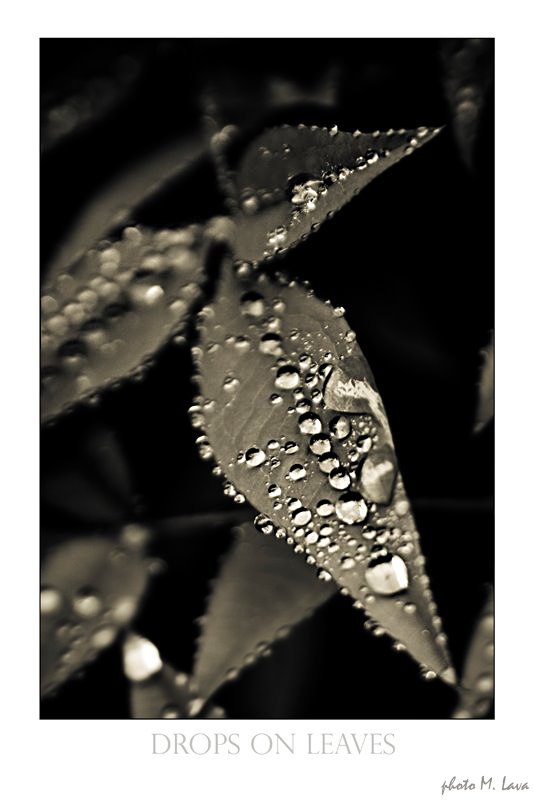 drops on leaves