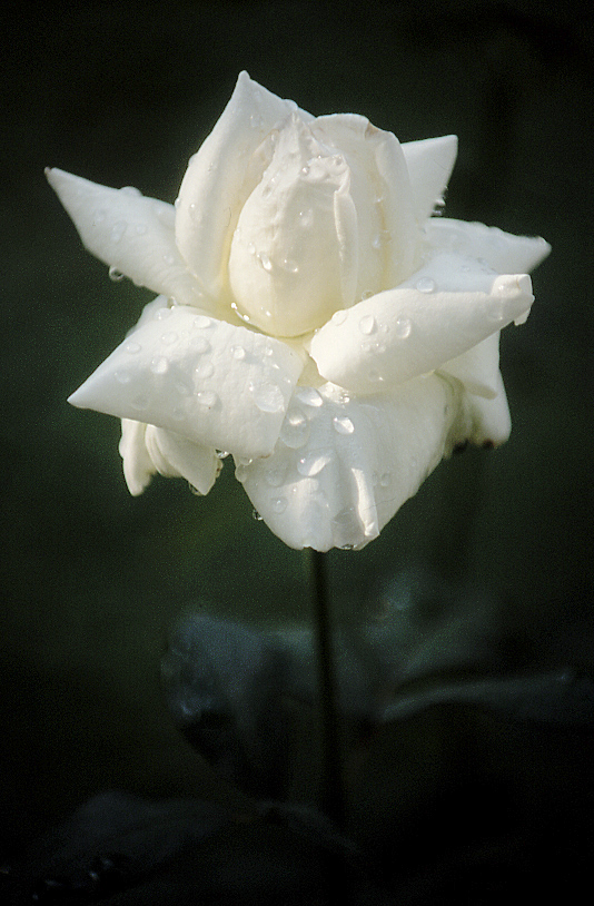 Poesia di una rosa bianca