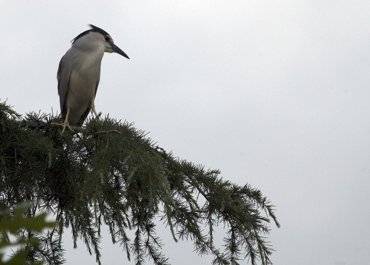 Nitticora (dalla finestra di casa mia)