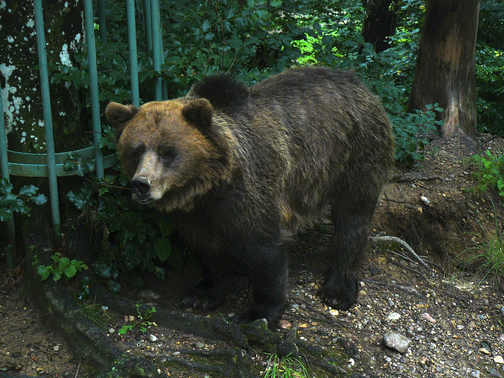 Ma che bell'orsacchiotto!