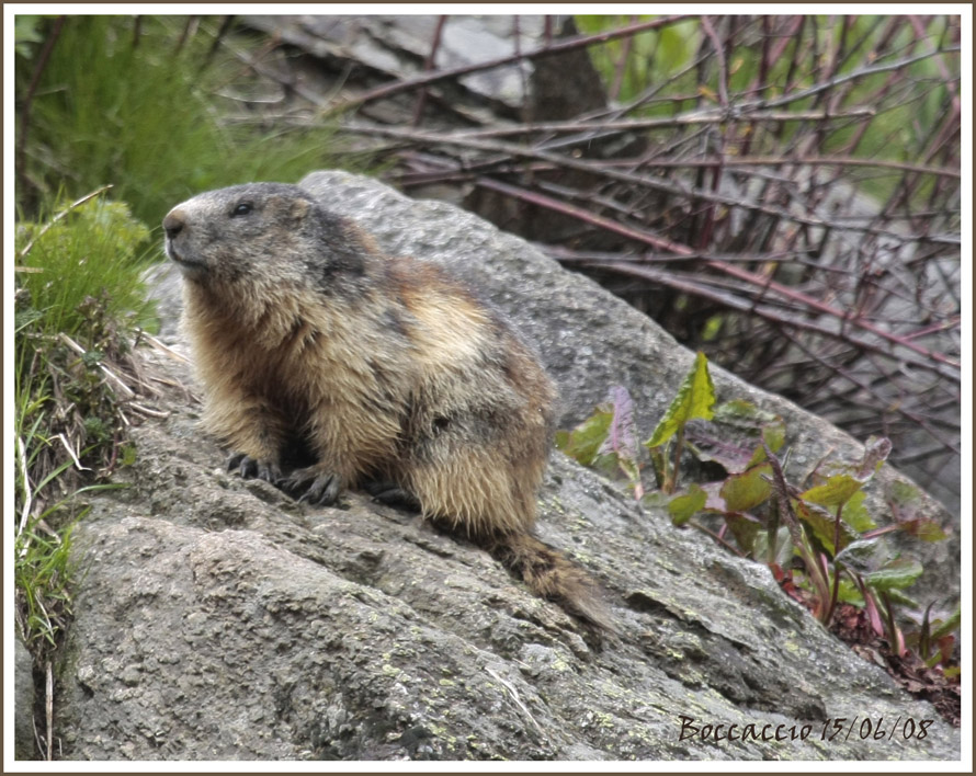 Marmotta