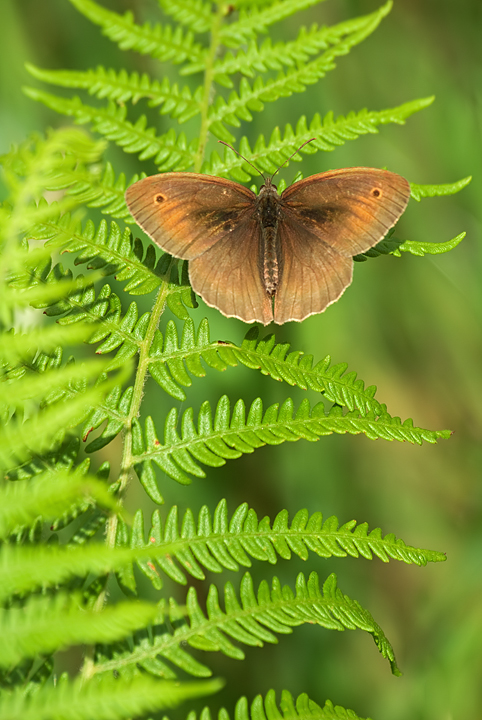 Jurtina - un libro aperto