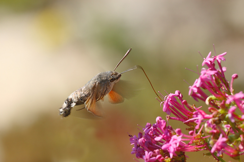 Macroglossum stellatarum