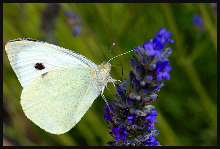 Farfalla raduno Castelluccio