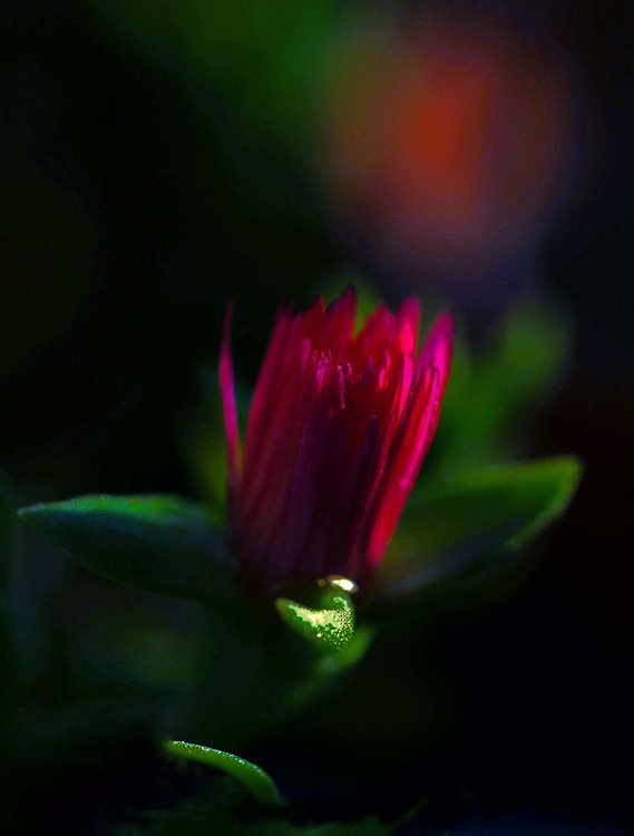 con la luce del tramonto