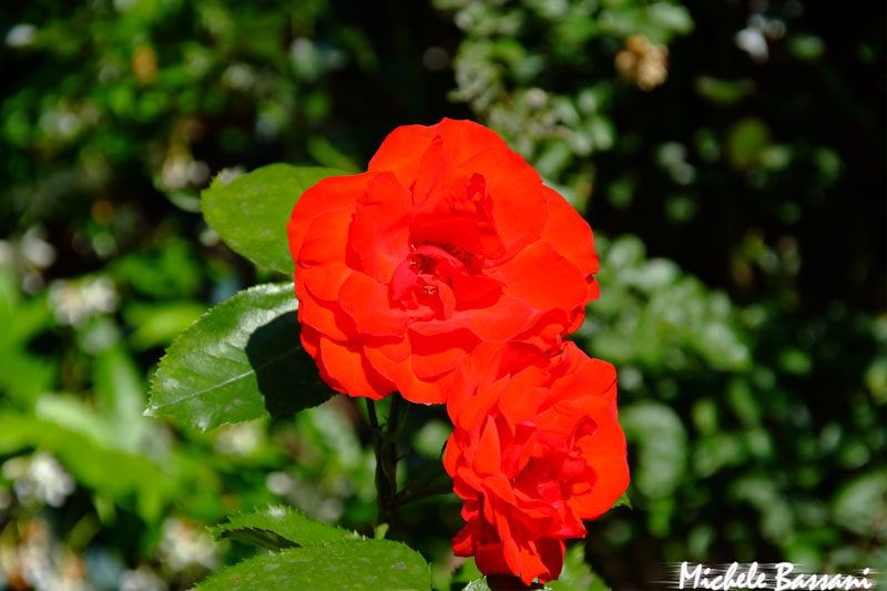 Prima foto per voi con S5