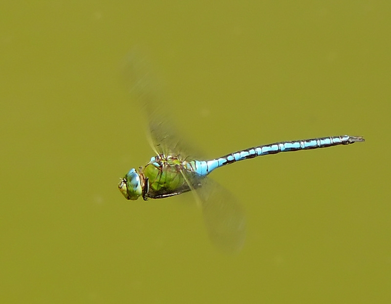 Anax imperator - in volo