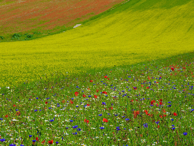 BANDE DI COLORI (RADUNONSF)