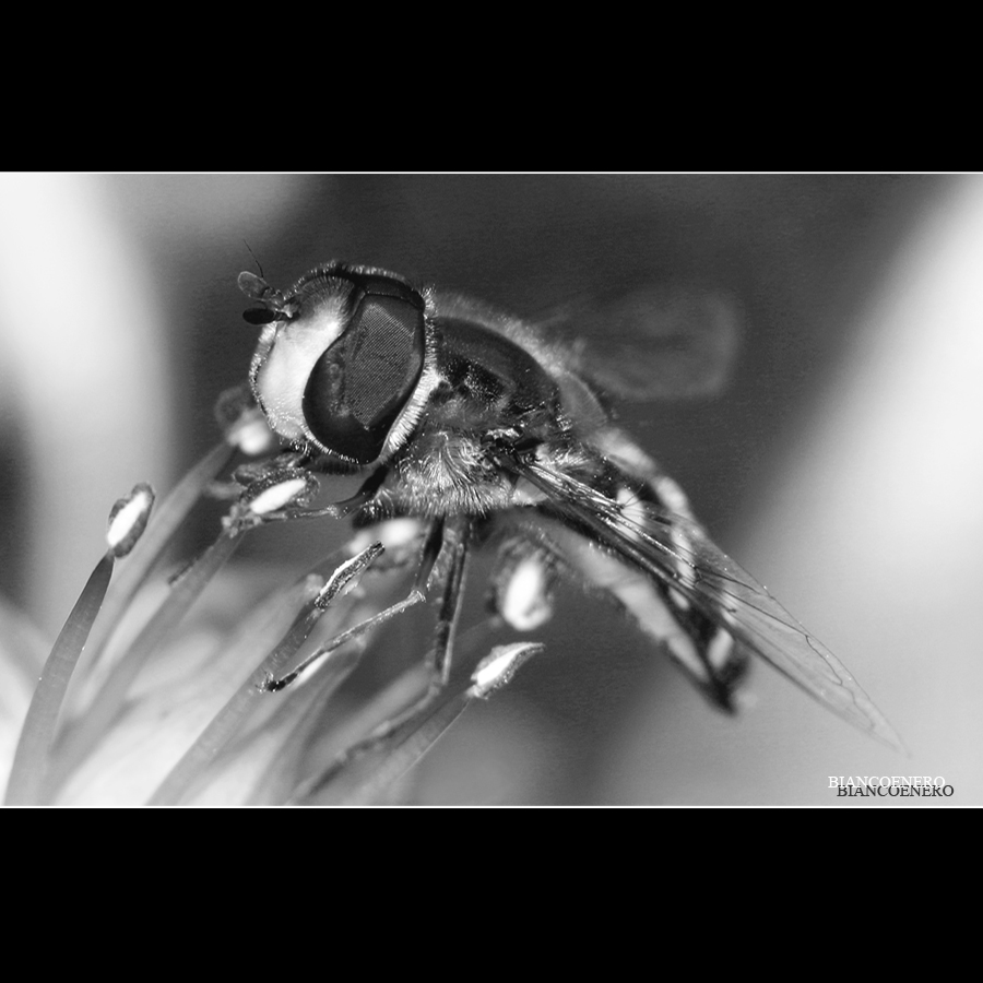 ::: RITRATTO A... :::