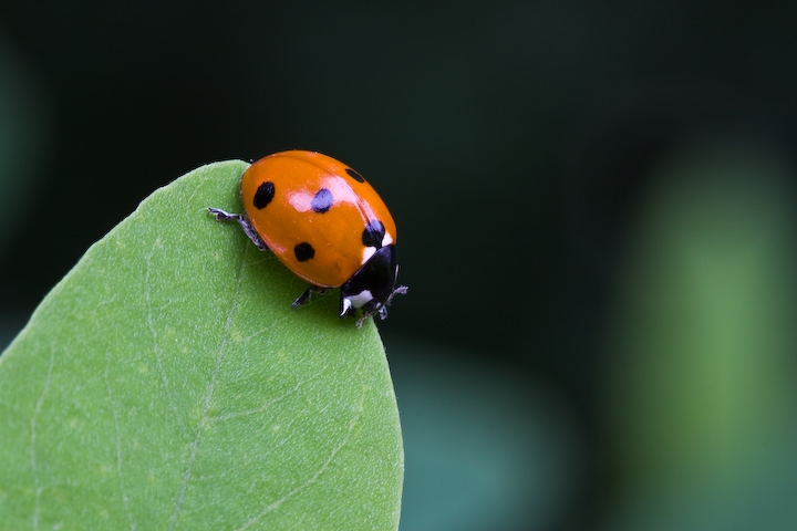 Danzando sull'orlo del precipizio...