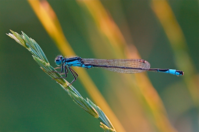 Lame di luce al tramonto