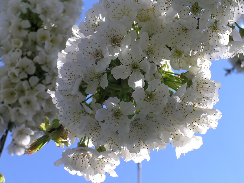 Fiori di Ciliegio