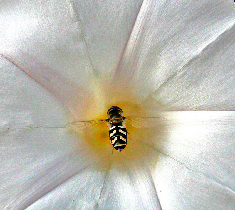 Mega subwoofer per insetti sordi