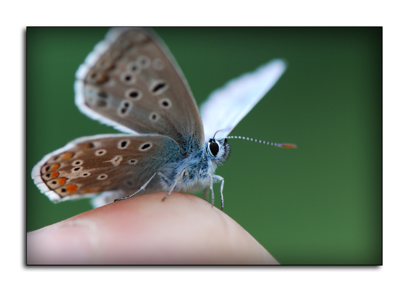 incontri ravvicinati