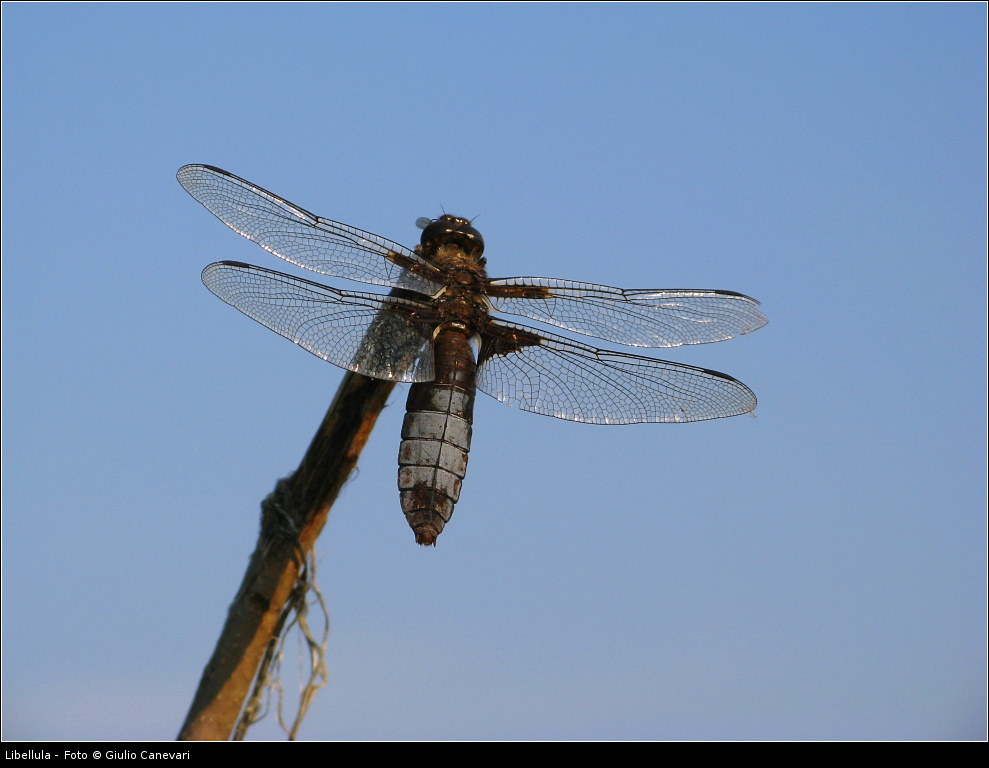 Libellula