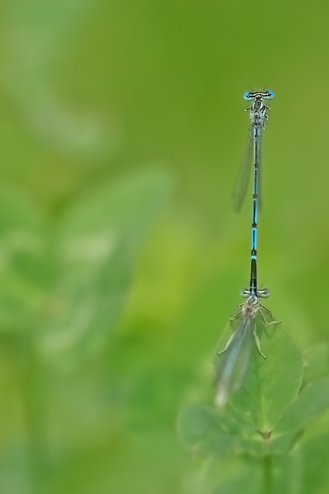 Farsi mettere la coda in testa!